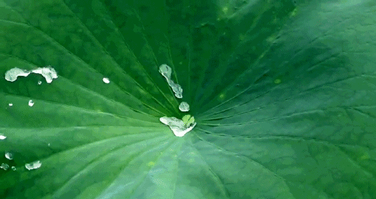 Joydeem不粘煎锅