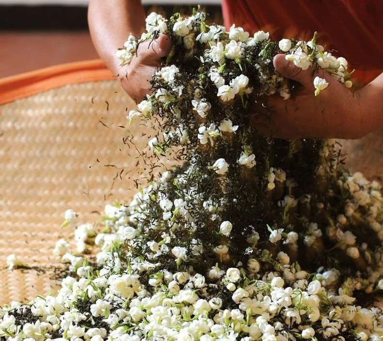 茉莉花茶