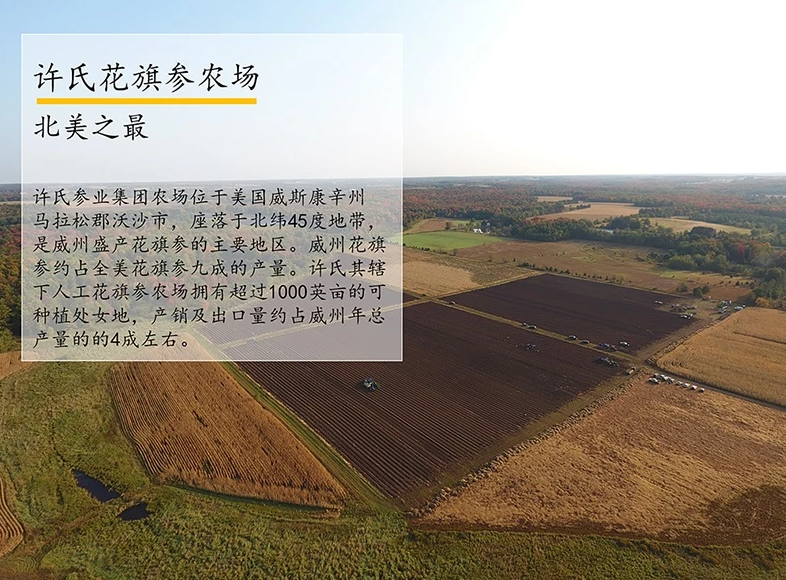 许氏花旗参农场